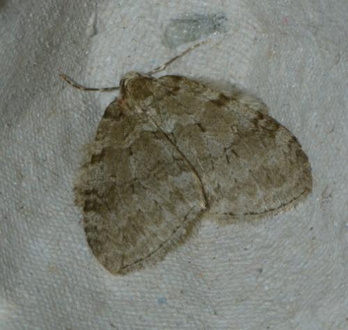 Réf. 194 581 : Epirrita dilutata